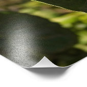 Impression Photo Kiwis sur un arbre (Coin)