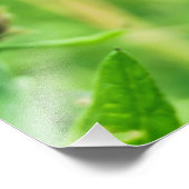 Impression Photo Knapweed (Coin)