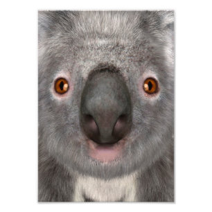 Impression Photo Koala Bear