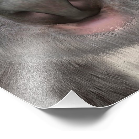 Impression Photo Koala Bear (Coin)