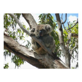 Impression Photo Koala - Dormir (Devant)