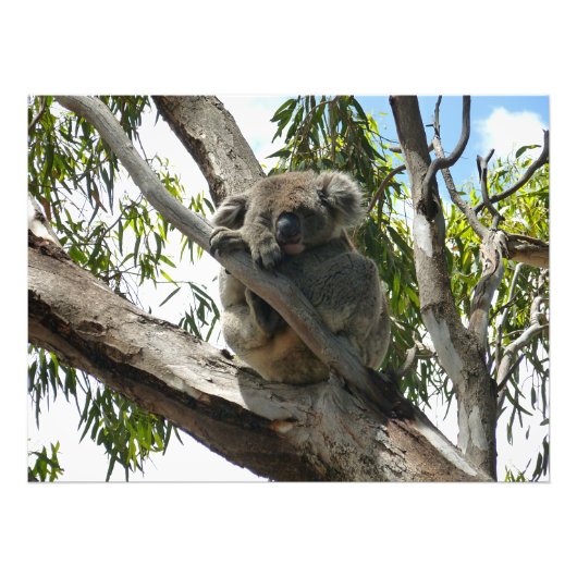 Impression Photo Koala - Dormir (Devant)