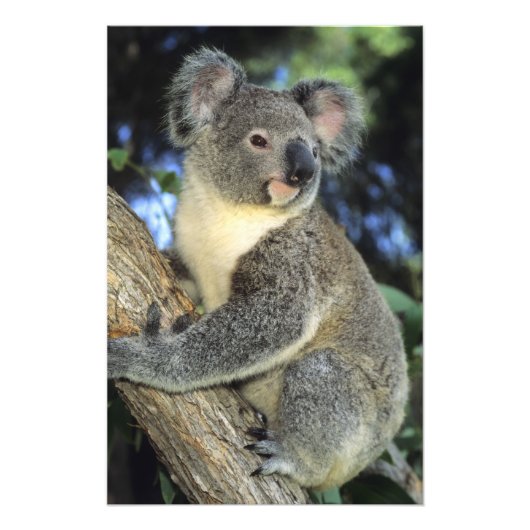 Impression Photo Koala, Phascolarctos cinereus), Australie, (Devant)