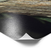 Impression Photo Koala, Phascolarctos cinereus), Australie, (Coin)