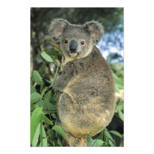 Impression Photo Koala, Phascolarctos cinereus), en danger,