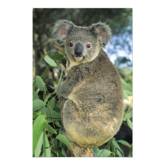 Impression Photo Koala, Phascolarctos cinereus), en voie de dispari (Devant)