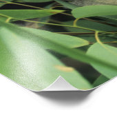 Impression Photo Koala, Phascolarctos cinereus), en voie de dispari (Coin)