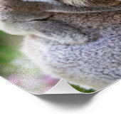 Impression Photo Koalas mignons (Coin)