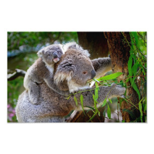 Impression Photo Koalas mignons