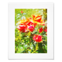 KODAK Imprimer Rose orange