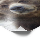 Impression Photo Kodiak Bear Closeup (Coin)