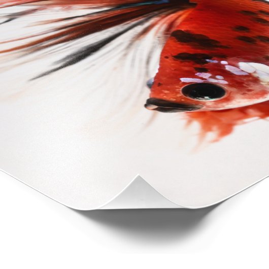 Impression Photo Koi demi-lune Betta Fish (Coin)