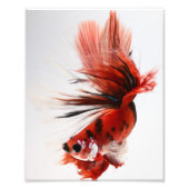 Impression Photo Koi demi-lune Betta Fish (Devant)