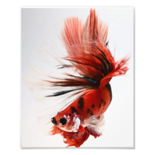 Impression Photo Koi demi-lune Betta Fish
