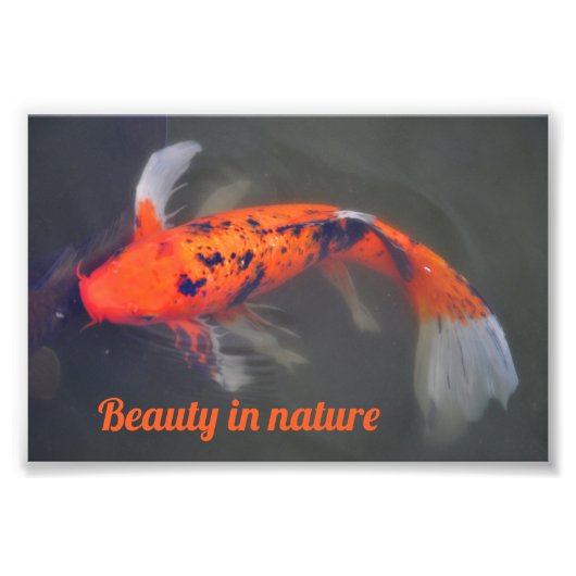 Impression Photo Koi, Pez Carpa (Devant)