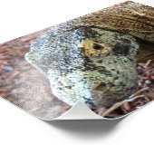 Impression Photo Komodo Dragon (Coin)