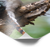 Impression Photo Kookaburra vue sur l'île Fraser (Coin)