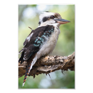 Impression Photo Kookaburra vue sur l'île Fraser