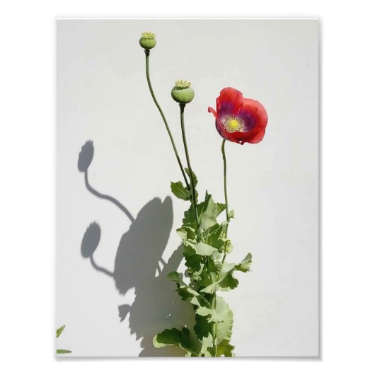 Impression Photo La beauté est aussi la Bête. (Devant)