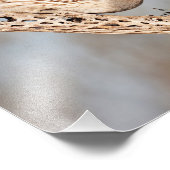 Impression Photo La caille de Gambel (Coin)