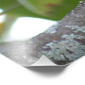 Impression Photo La colombe en deuil (Coin)