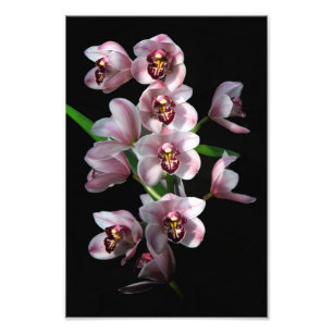 Impression Photo La folie des orchidées sur le noir