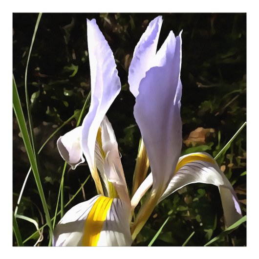 Impression Photo La peinture Fleur sauvage algérienne Iris Hyperréa (Devant)