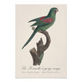 Impression Photo La Perruche à gorge rouge  (Devant)