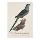 Impression Photo La Perruche ingambe (Devant)