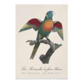 Impression Photo La Perruche une face bleue (Devant)