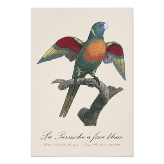 Impression Photo La Perruche une face bleue (Devant)