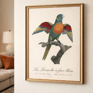 Impression Photo La Perruche une face bleue