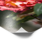 Impression photo La Rose qui se fane (Coin)