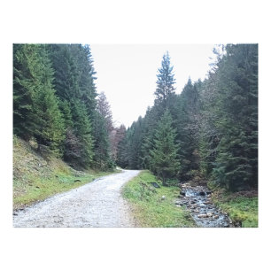 Impression Photo La route entre les pins - Wild Nature Romania