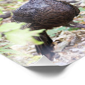 Impression Photo La Turquie sauvage dans le bois (Coin)