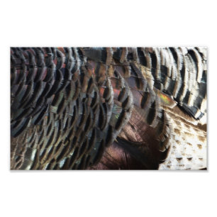 Impression Photo La Turquie sauvage Plumes I Abstrait Nature Design