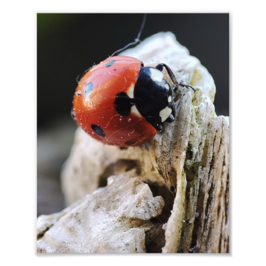 Impression Photo La vie de Ladybug dans le jardin (Devant)