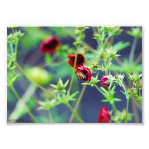 Impression Photo L'abeille à la fleur rouge