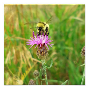 Impression Photo L'abeille tire les mauvaises herbes?