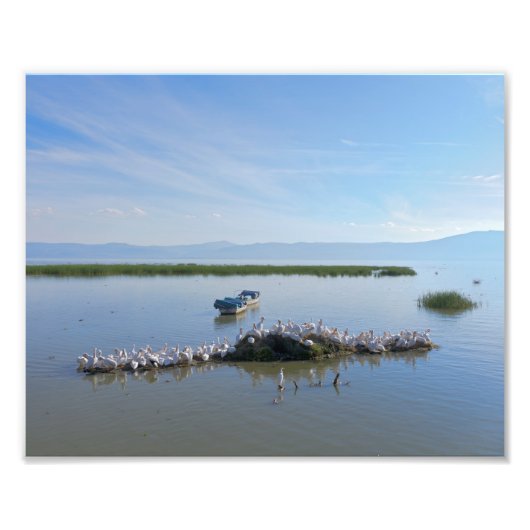 Impression Photo Lac Chapala Pelicans (Devant)