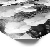 Impression Photo Lacecap Hydrangea Noir Et Blanc 8x10 (Coin)