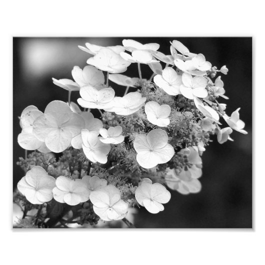 Impression Photo Lacecap Hydrangea Noir Et Blanc 8x10 (Devant)