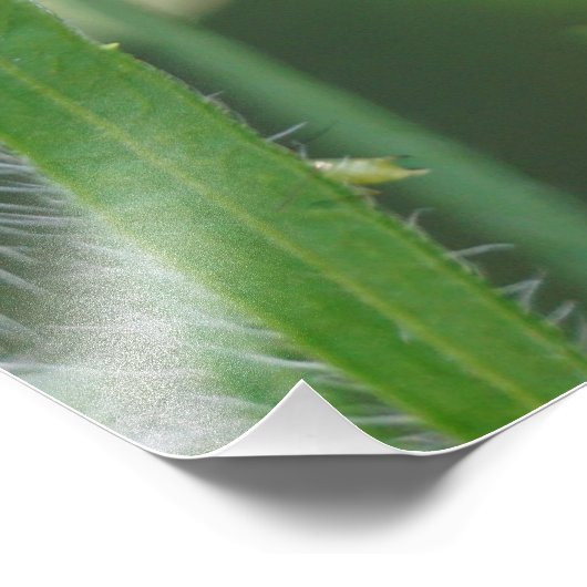 Impression Photo Lady Bug (Coin)