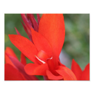 Impression Photo "Lady in Red Canna Lily" Imprimer