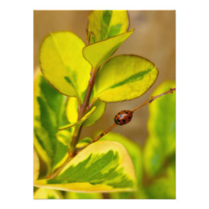 Impression Photo Ladybird