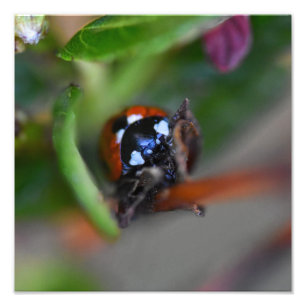 Impression Photo Ladybird