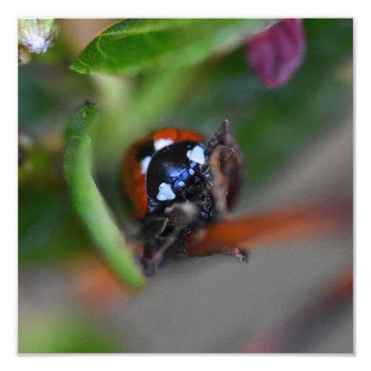 Impression Photo Ladybird (Devant)