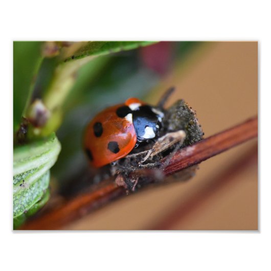 Impression Photo Ladybird (Devant)