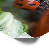 Impression Photo Ladybird (Coin)