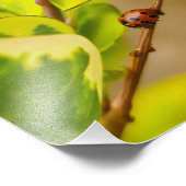 Impression Photo Ladybird (Coin)